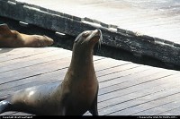 Photo by WestCoastSpirit | San Francisco  pier, sea lion
